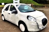 Image of Dog  Car on CSE Motors